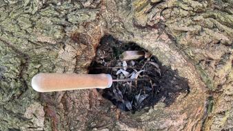 badanie sondą arborystyczną